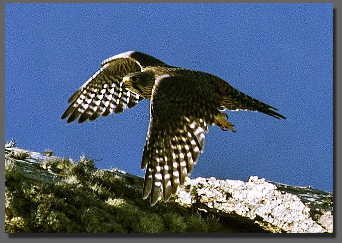 Central Otago Nature Tours